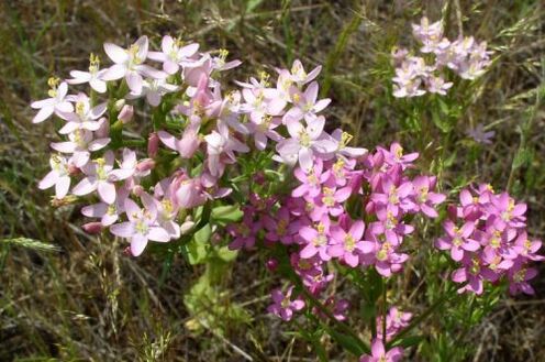 Goldenger az alkohol megtagadása miatt